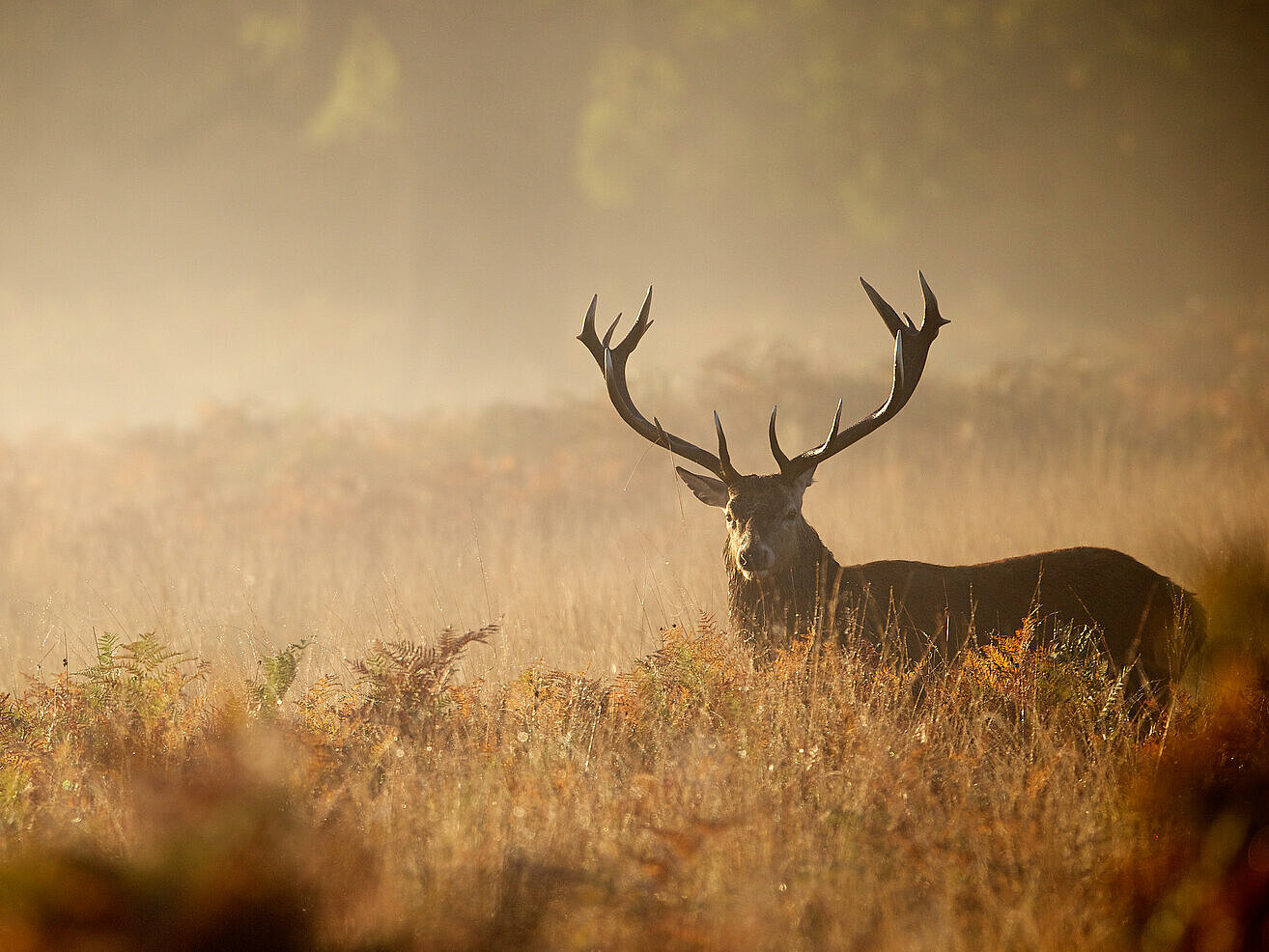 Hirsch im Wald. Foto: Fotolia/mbridger68