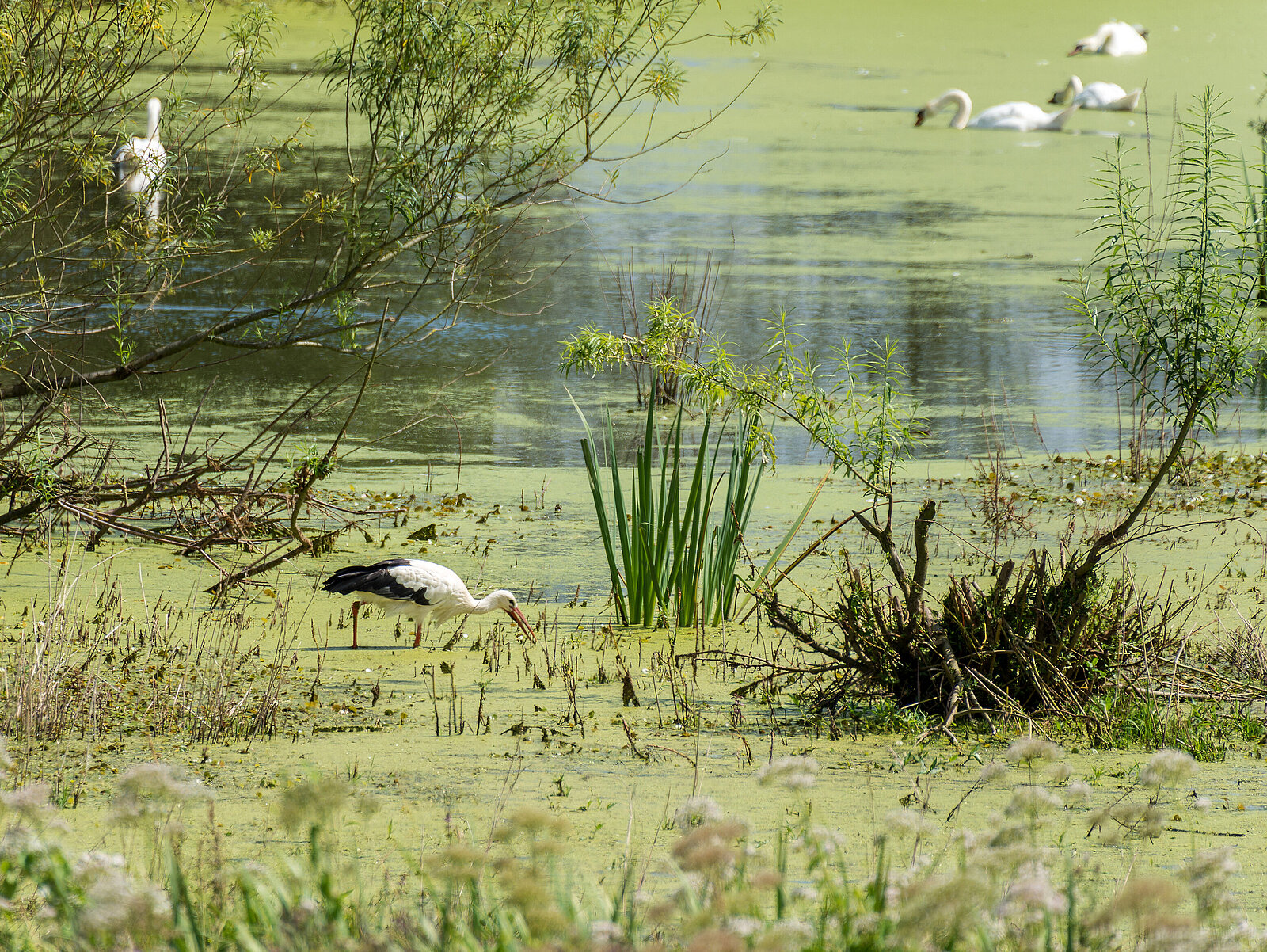 Storch in einem Gewässer auf der Bislicher Insel