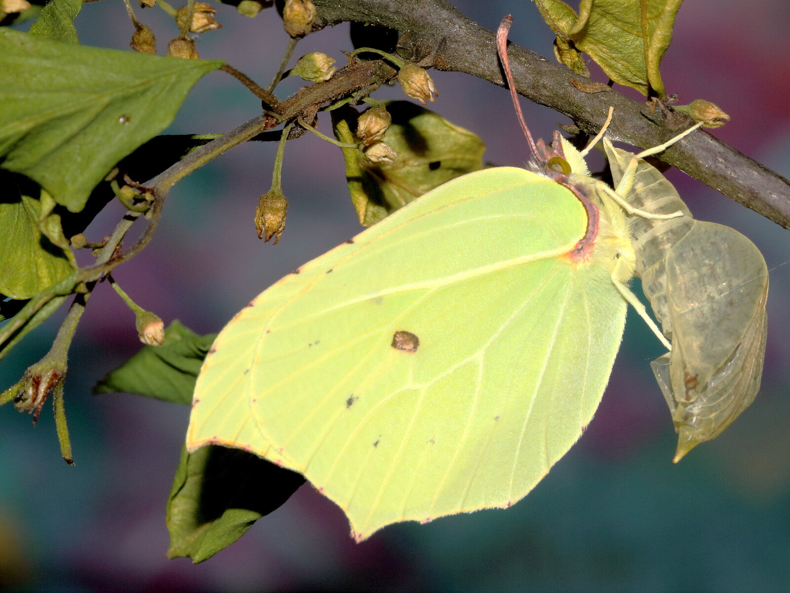 Ein Schmetterling hält sich mit den Beinen an seinem transparenten Kokon fest. Er ist im Profil zu sehen. Durch die blassgelben Flügel ziehen sich feine Adern. 