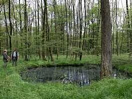 DAs Waldgebiet Beerenbruch in Castrop-Rauxel.