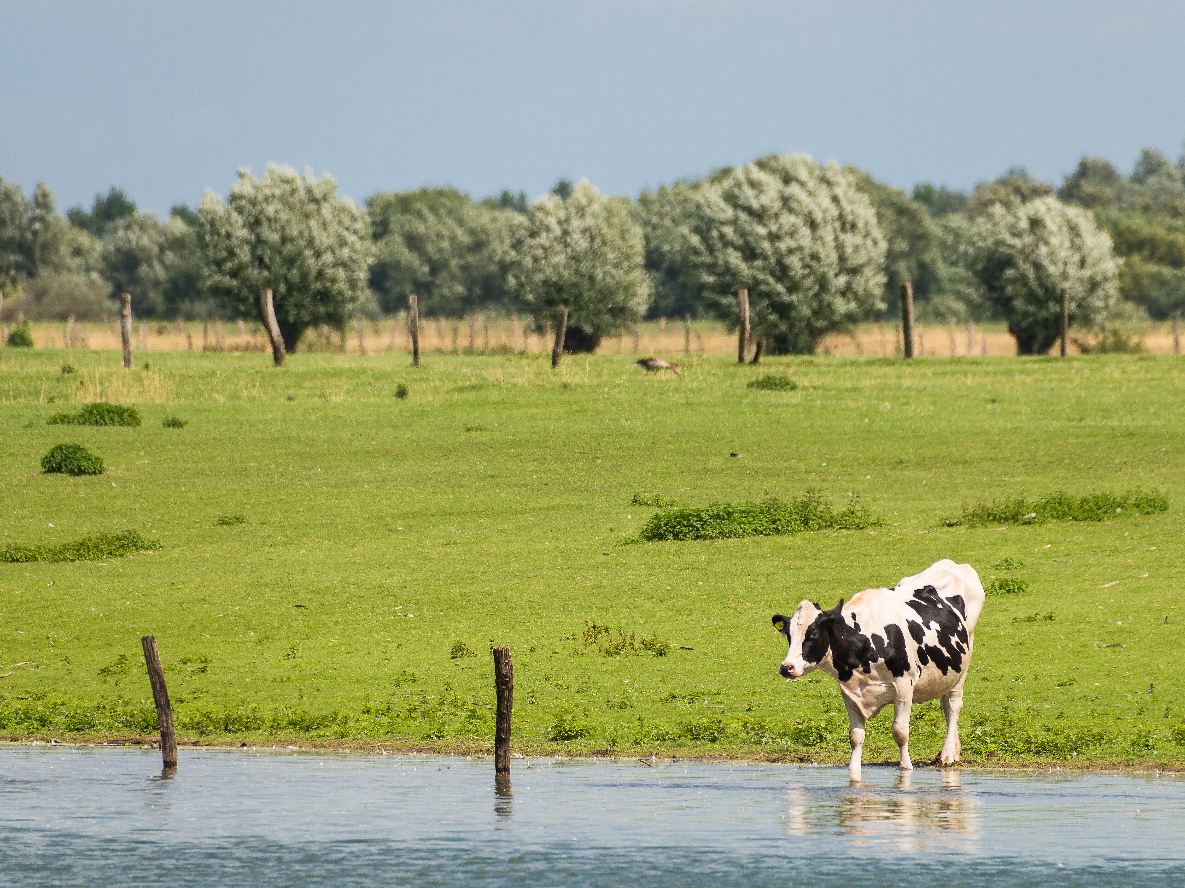 Fleckvieh (Kuh) auf Weide am Niederrhein