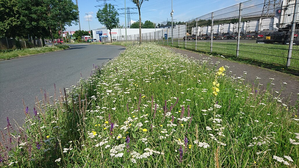 Blick auf einen blühenden Streifen Straßenbegleitgrün 
