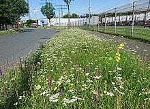 Blick auf einen blühenden Streifen Straßenbegleitgrün 