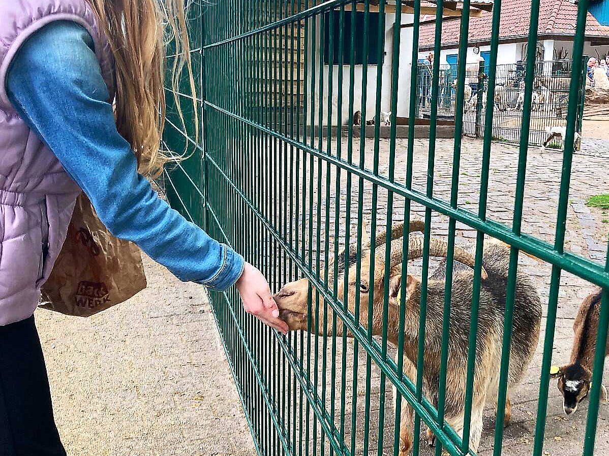 Kind füttert Ziege.