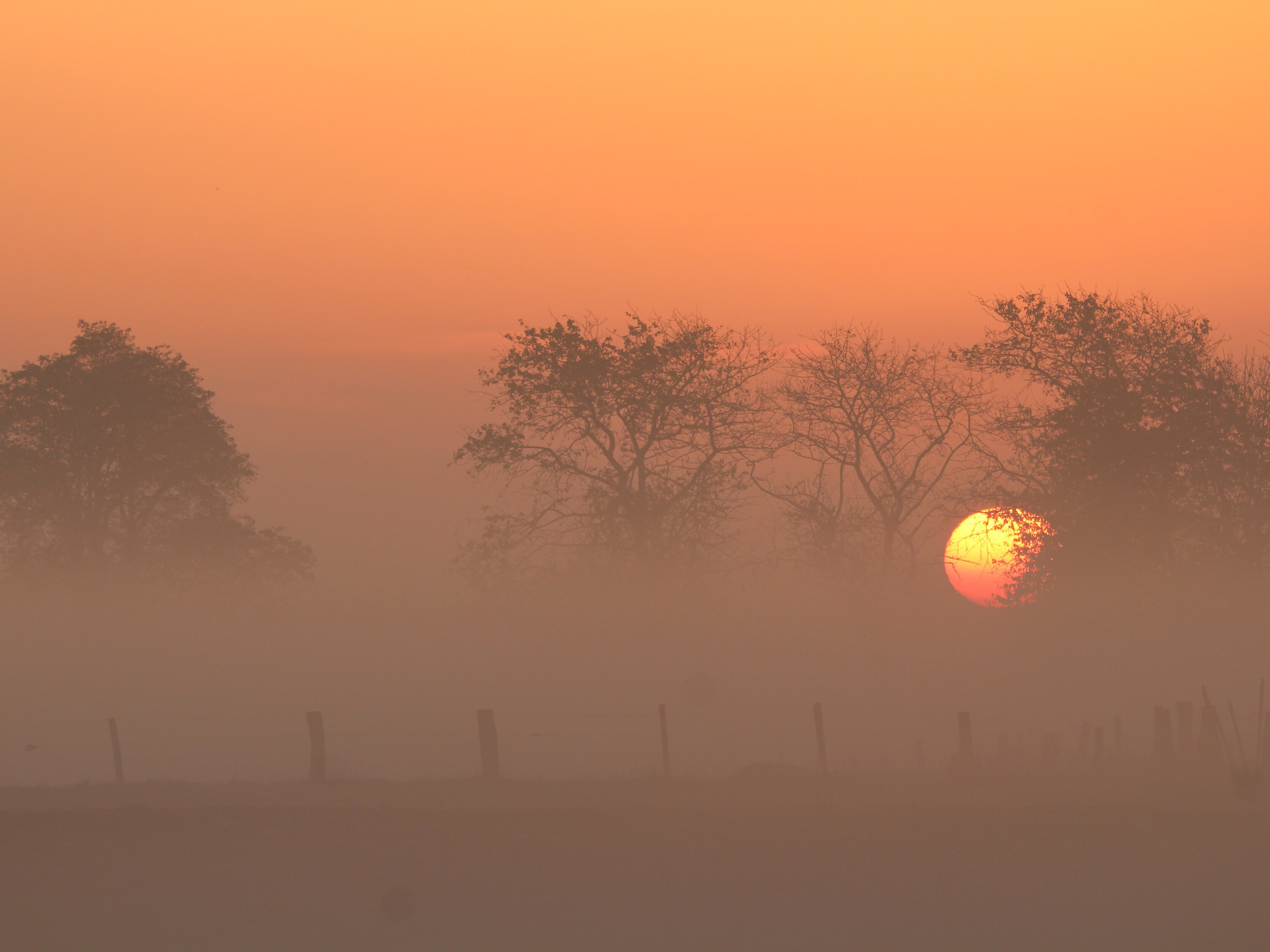 Nebel über die Bislicher Insel.