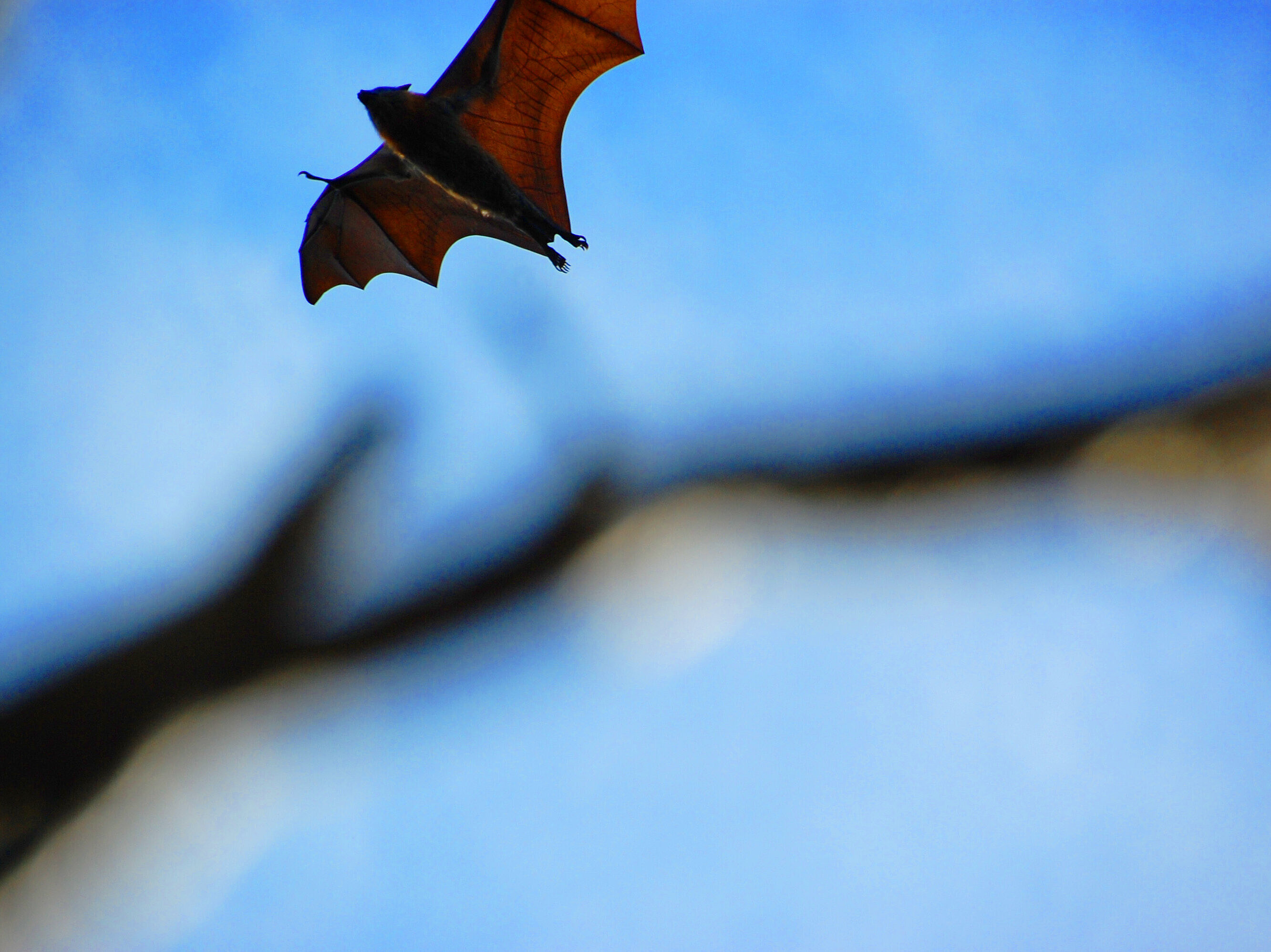 Fledermauswanderung - kleinen Vampiren auf der Spur