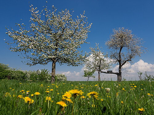 Heilsame Pflanzen und essbare Wildkräuter