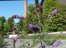 Industrienatur auf Zeche Zollverein