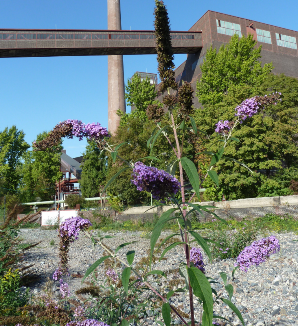 Industrienatur auf Zeche Zollverein