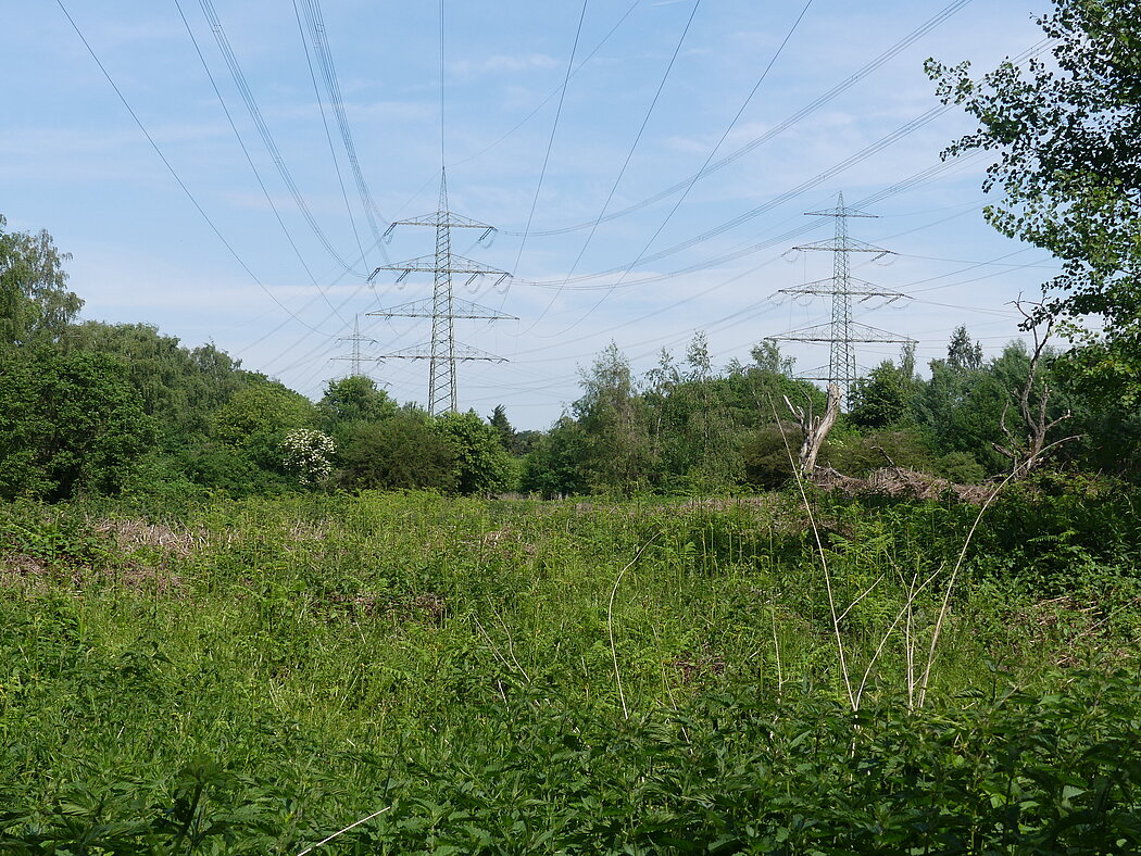 Blick auf Freileitungsmasten über einer Fläche im Emscherbruch
