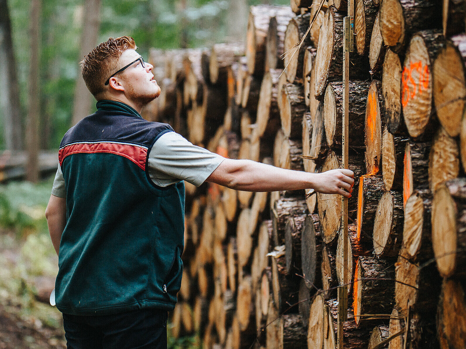 Holzstapel im Wald