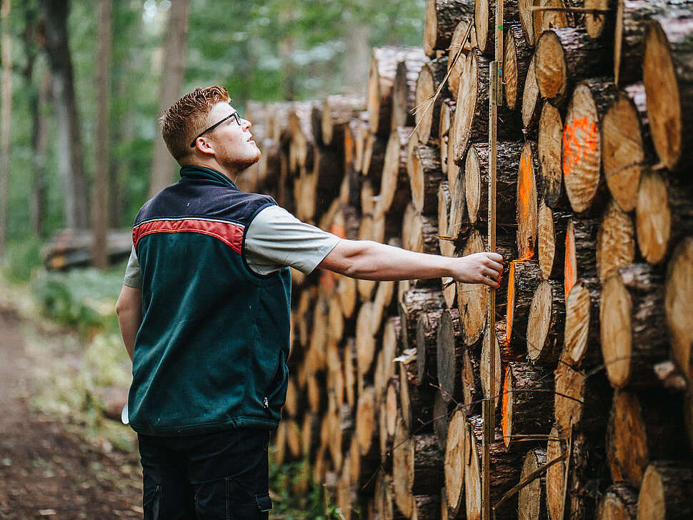 Holzstapel im Wald