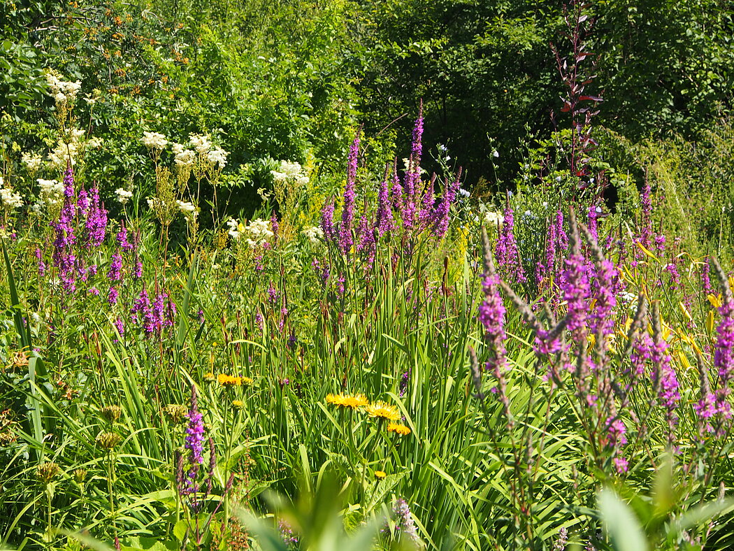 Blühende Wiese im Ökokleingarten