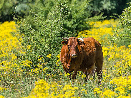 Ein Rind steht auf einer Wiese umgeben von gelben Blumen. Es schaut in Richtung Kamera.