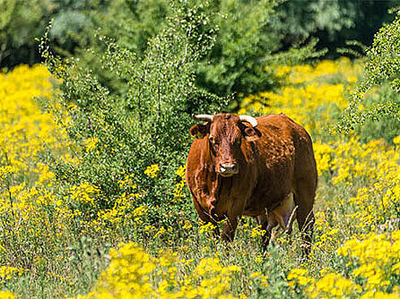 Ein Rind steht auf einer Wiese umgeben von gelben Blumen. Es schaut in Richtung Kamera.