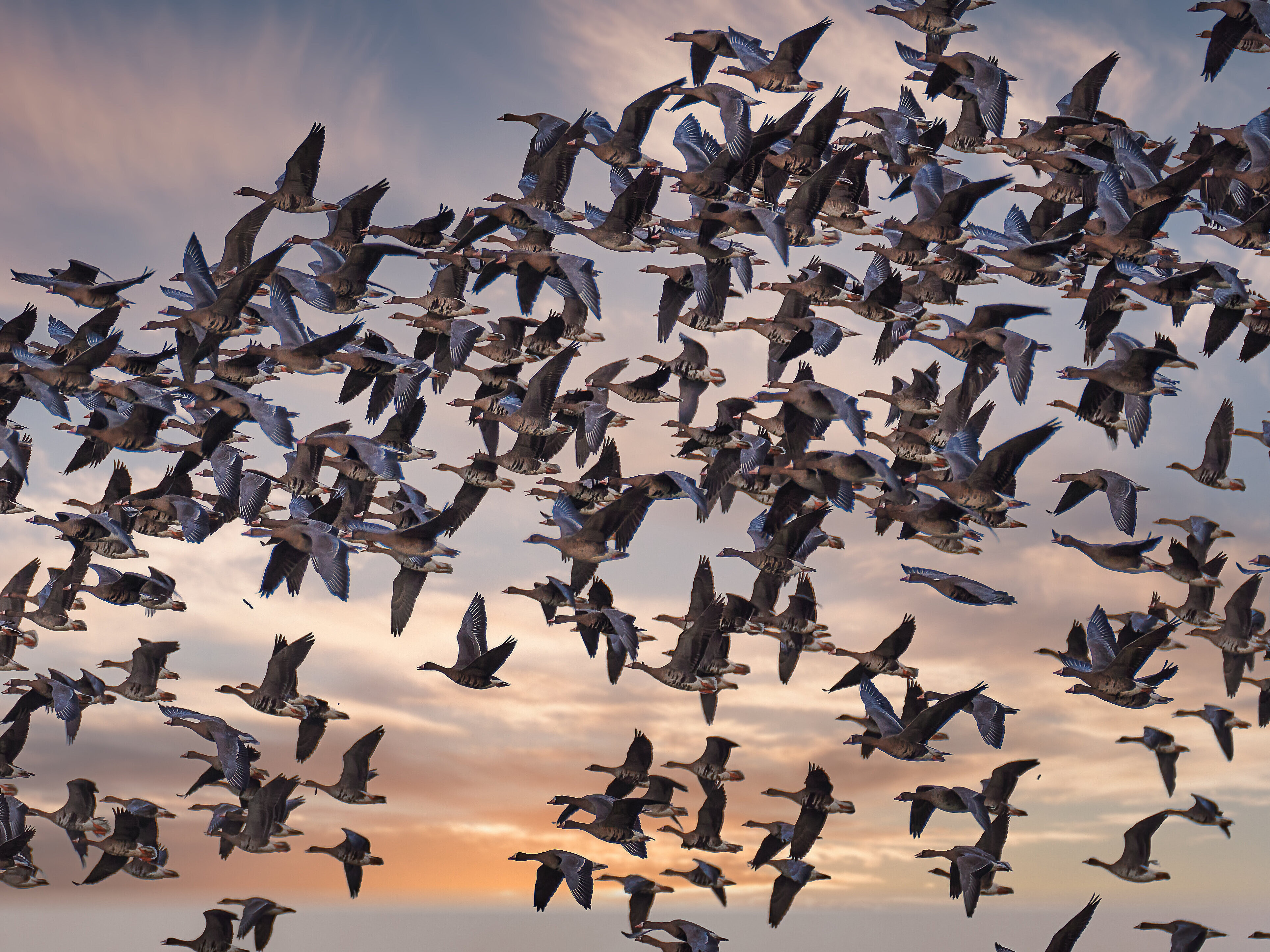 Arktische Wildgänse im Flug über die Bislicher Insel