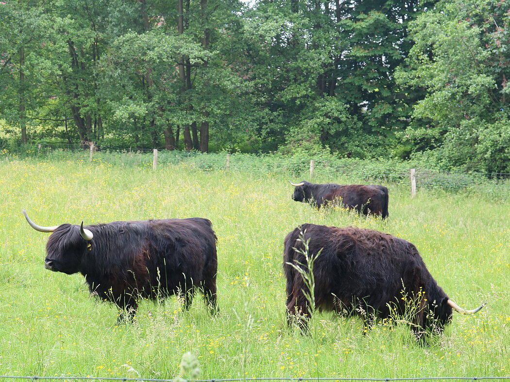 Auberg_Galloway-Rinder2 Beweidung mit Galloway-Rindern am Auberg in Mülheim