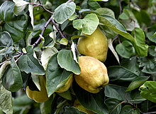 Bislicher Insel Obstwiesenfest, 2018 Birnen am Baum