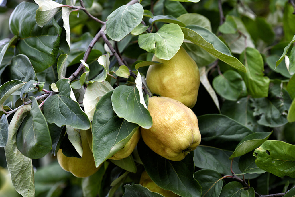 Bislicher Insel Obstwiesenfest, 2018 Birnen am Baum