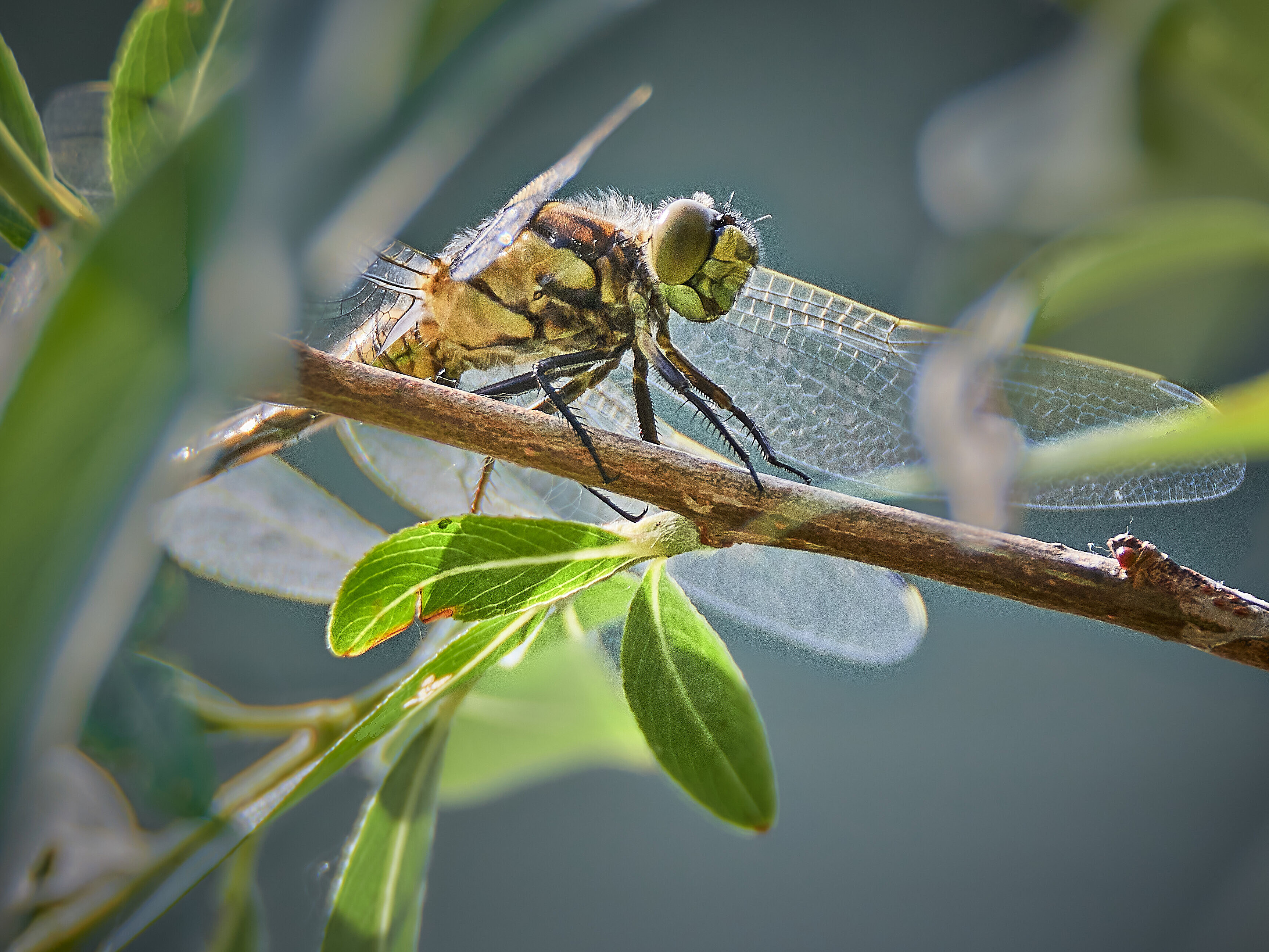 Libelle sitzt auf einem Ast