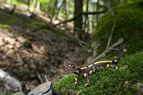 Vielfalt im Wald