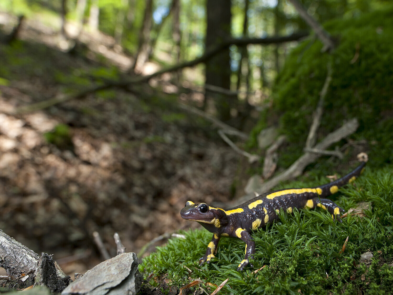 Feuersalamander im Waldmoos