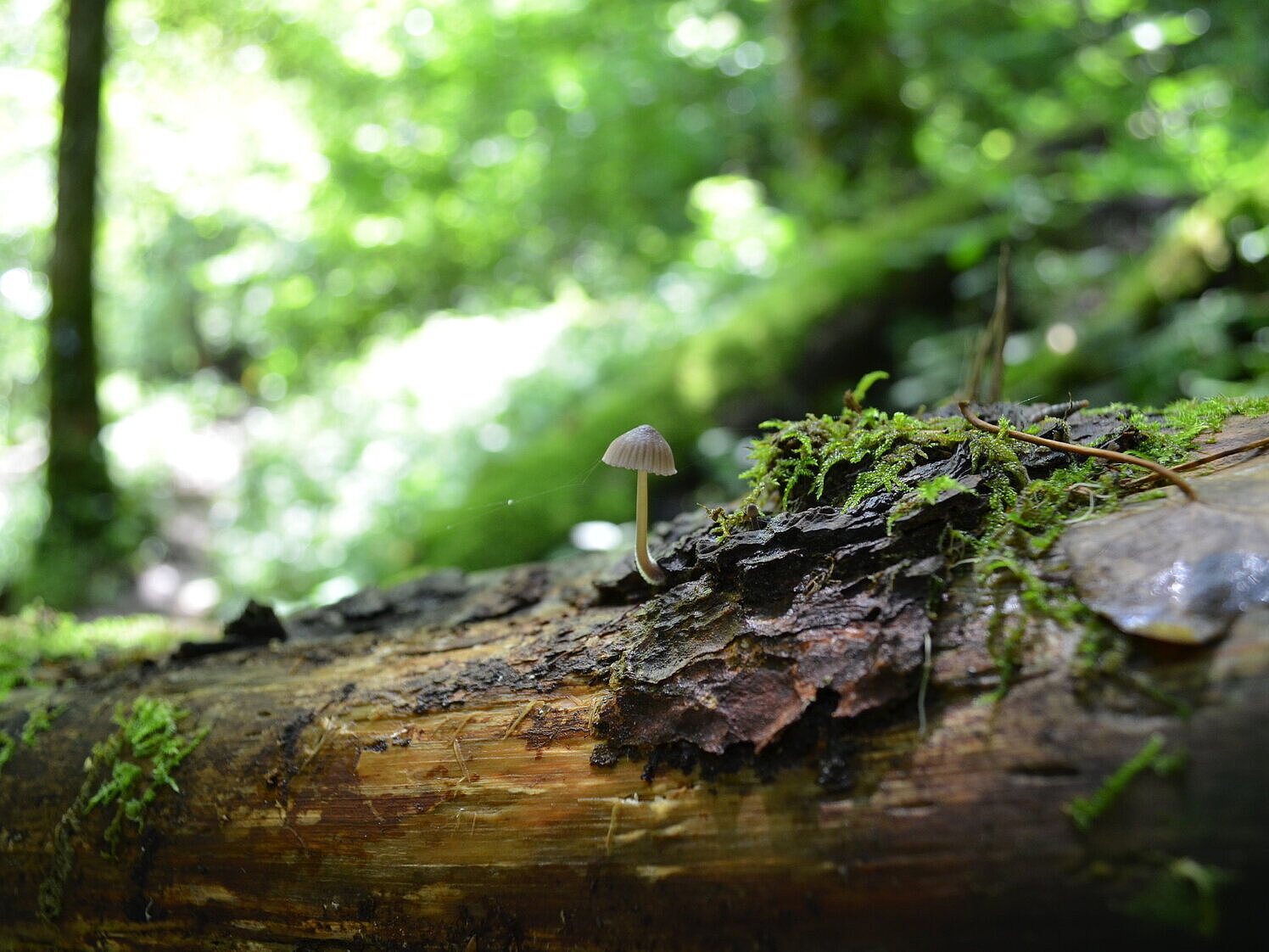 Totholz im Wald