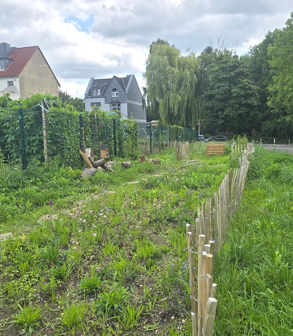 Zwischen einem Gartenzaun und einem niedrigen Holzzaun ist eine Wiese mit wildblühenden, niedrigen Pflanzen. Im Hintergrund links hängen an dem Gartenzaun Insektenhotels und es liegen dort Baumstämme und Äste. 