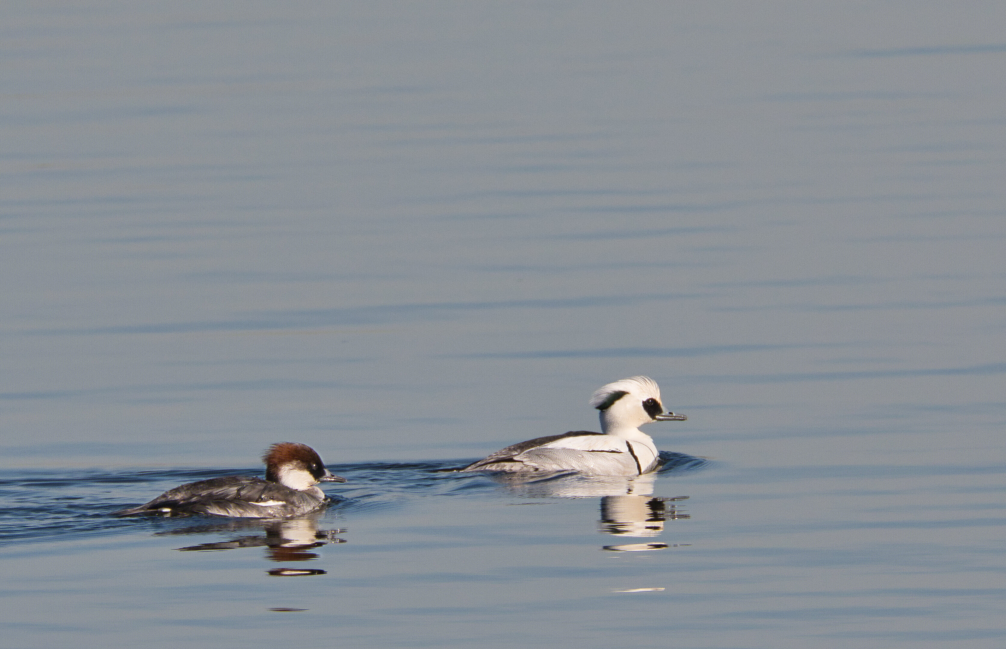 Zwergsägerpärchen auf dem Gewässer der Bislicher Insel. Foto: RVR, Sprave
