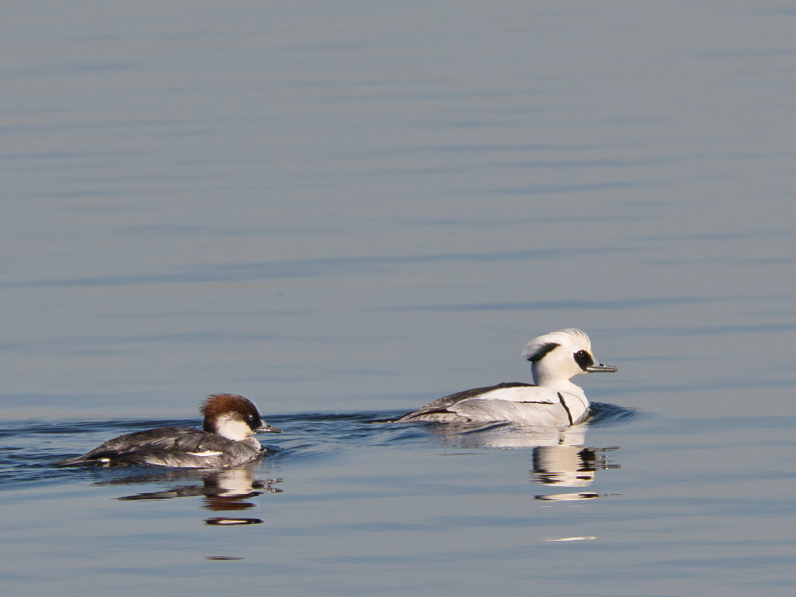 Zwergsägerpärchen auf dem Gewässer der Bislicher Insel. Foto: RVR, Sprave