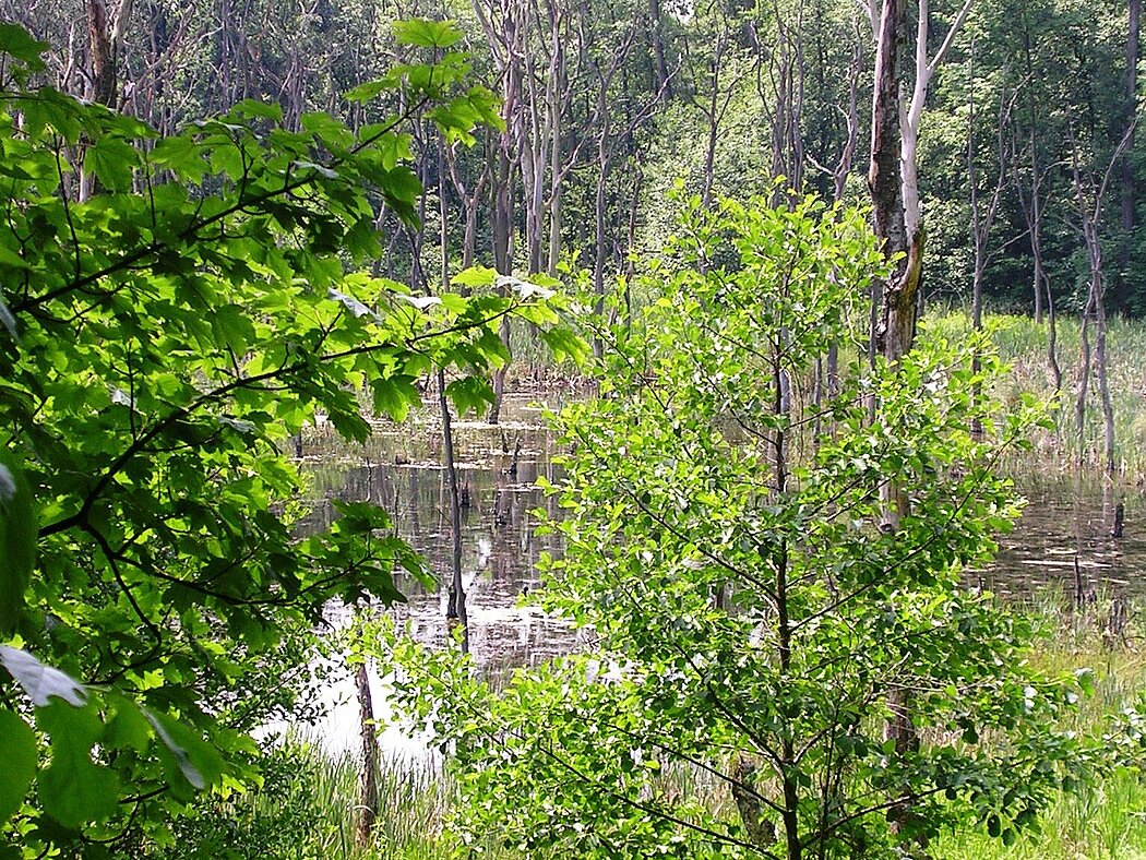 Blick auf einen Tümpel im Bruchwald Emscherbruch