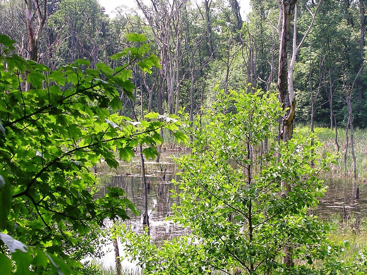 Blick auf einen Tümpel im Bruchwald Emscherbruch