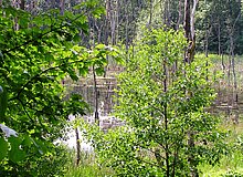 Blick auf einen Tümpel im Bruchwald Emscherbruch