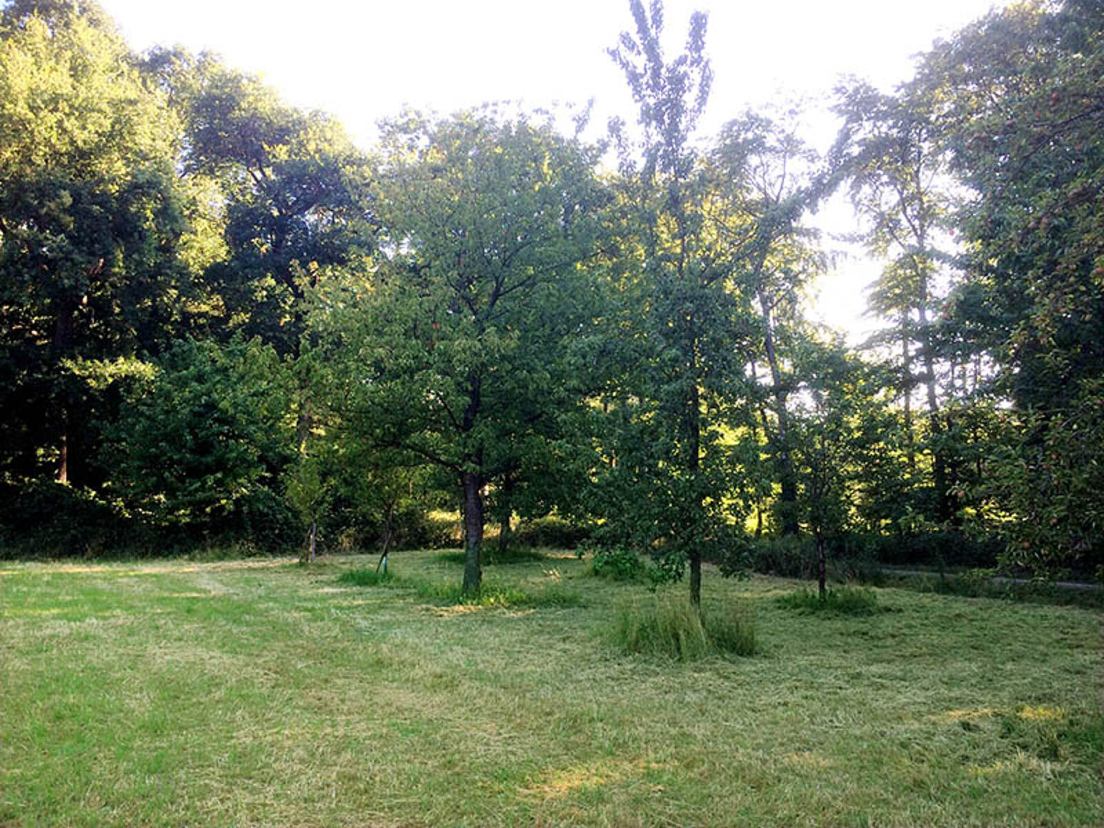 Freifläche im Hertener Schlosswald