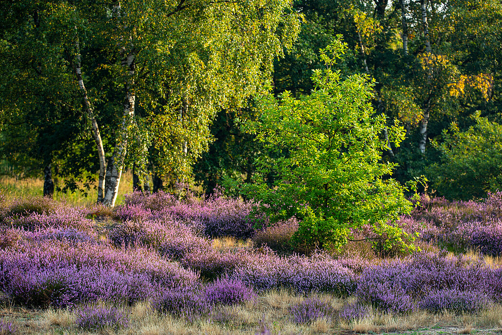 Lilablühende Heidelandschaft im NSG Loosenberg