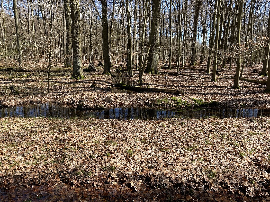 Mit Wasser gefüllter und zugeschütteten Entwässerungsgraben in der Sandbochumer Heider