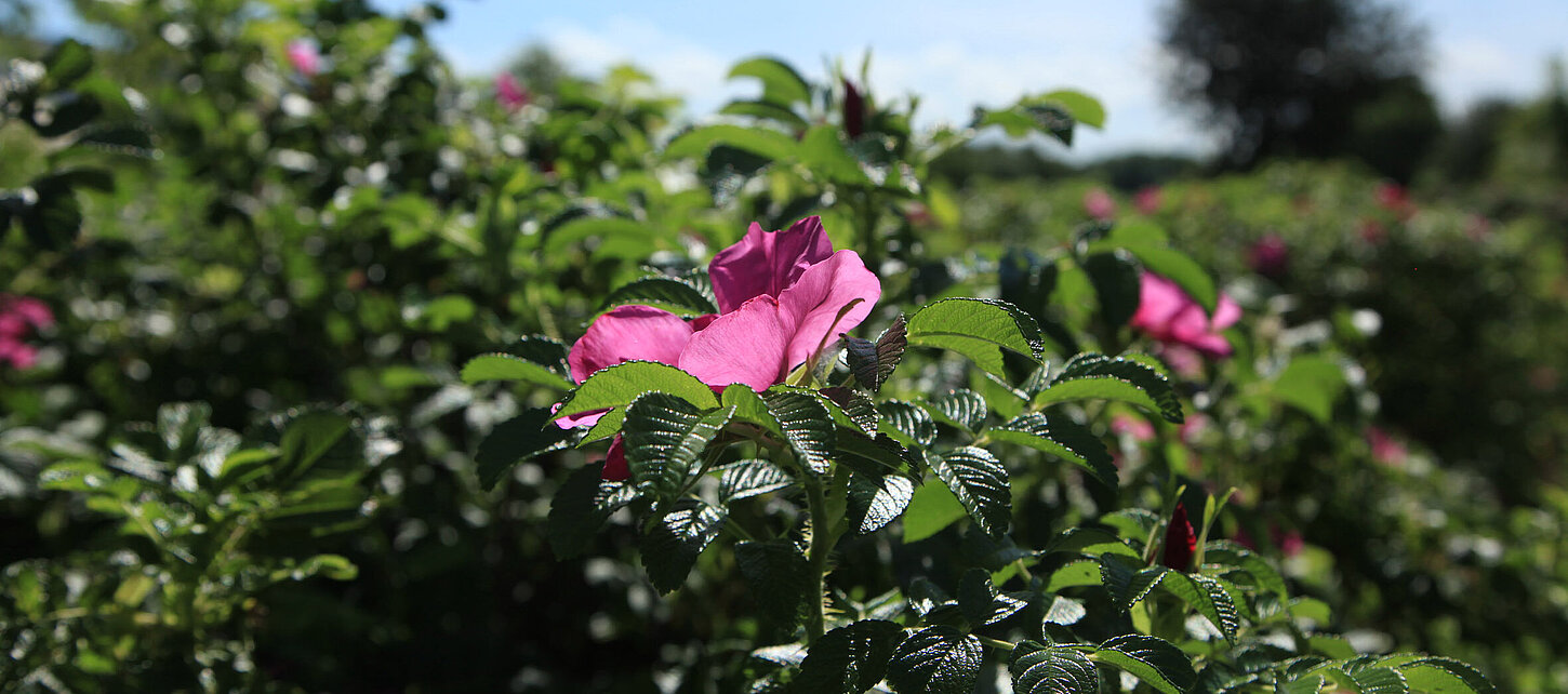Frühling an der Erzbahntrasse in Gelsenkirchen.