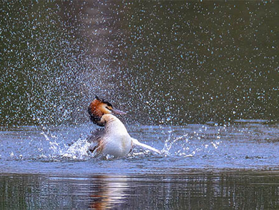 Haubentaucher im Wasser