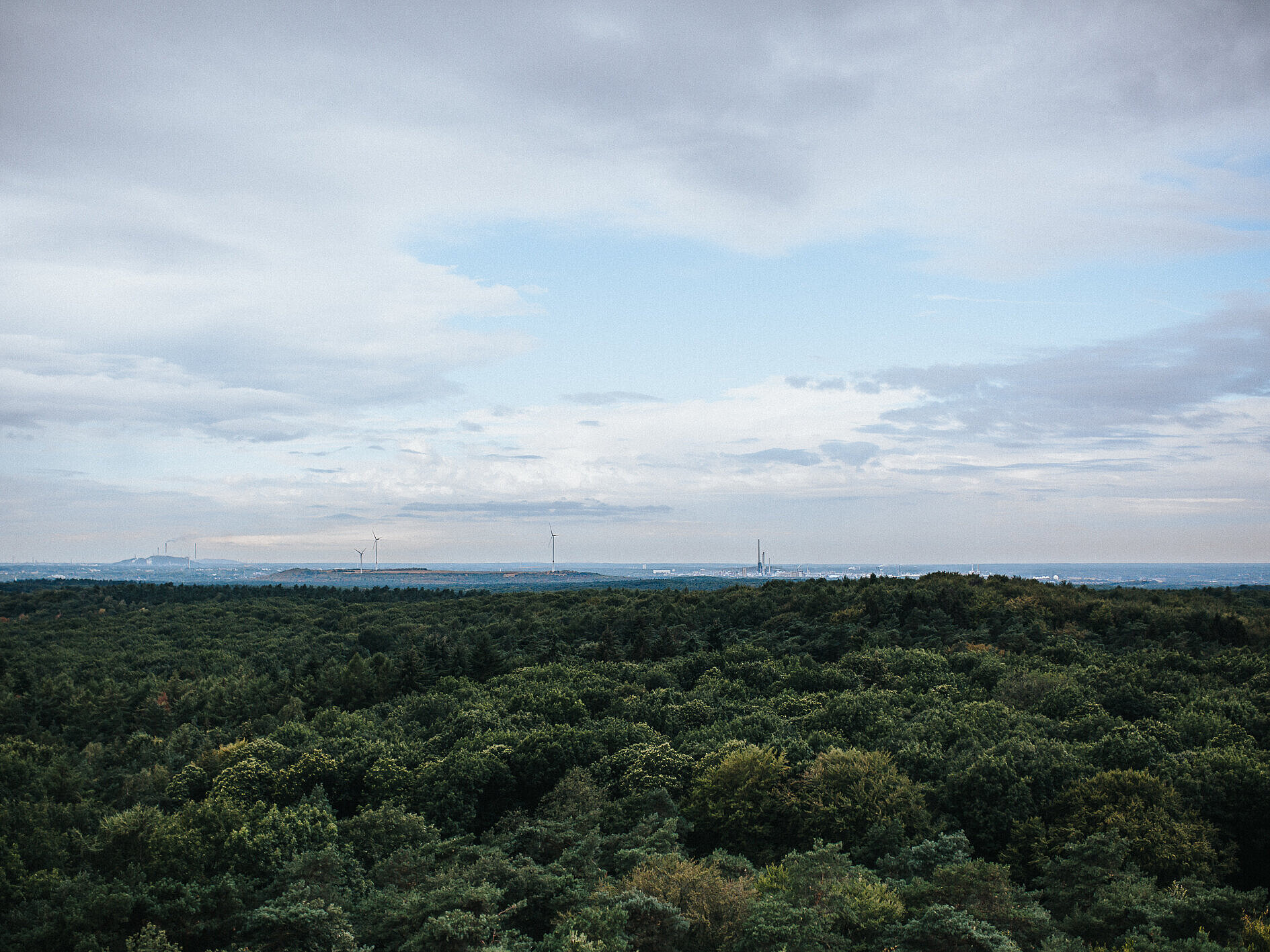 Übersicht Waldgebiet
