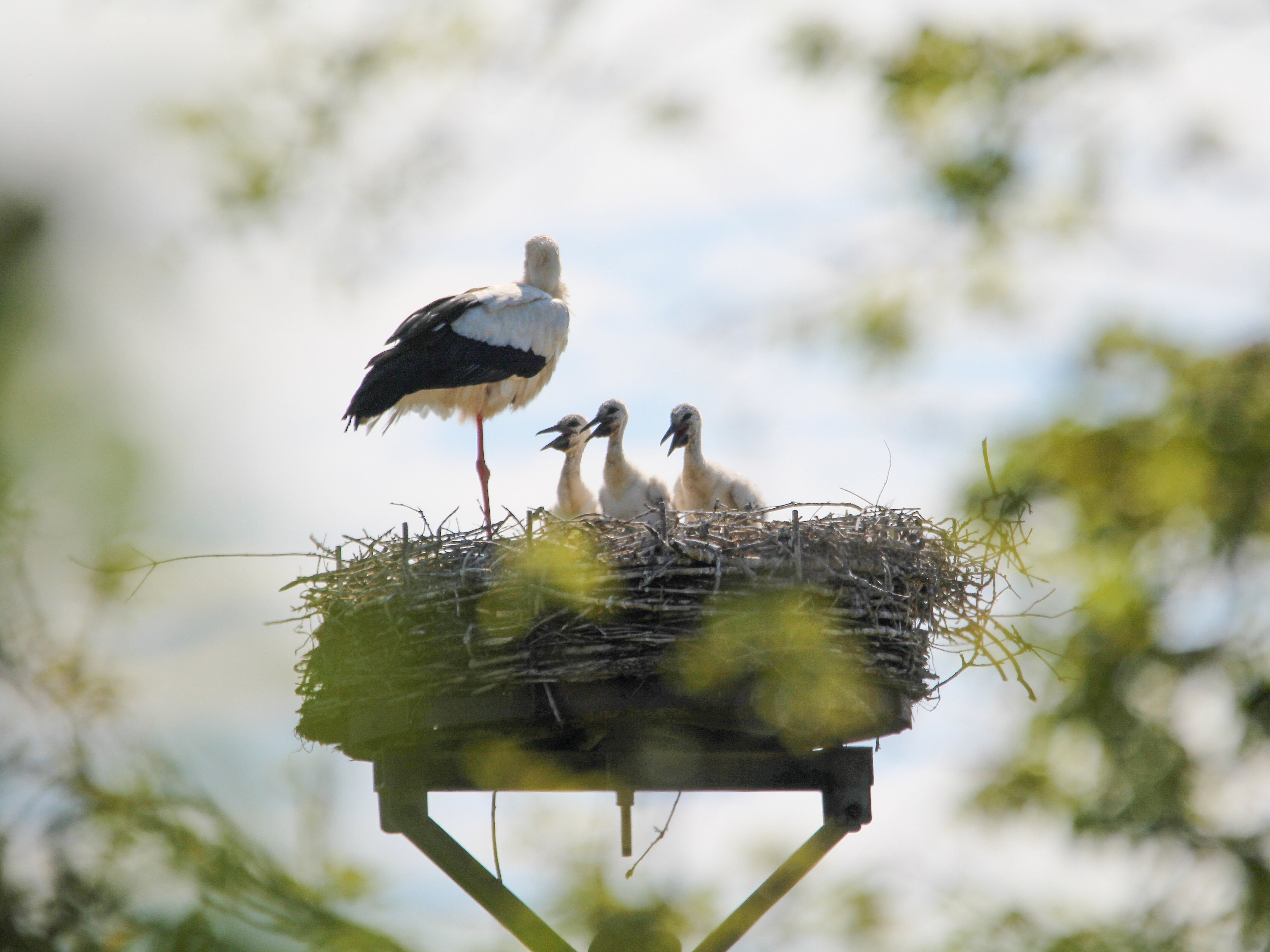 Storchenfamilie im Horst