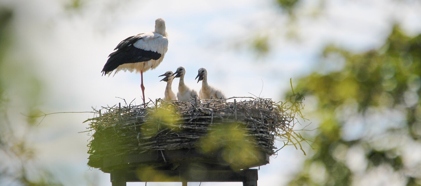 Storchenfamilie im Horst