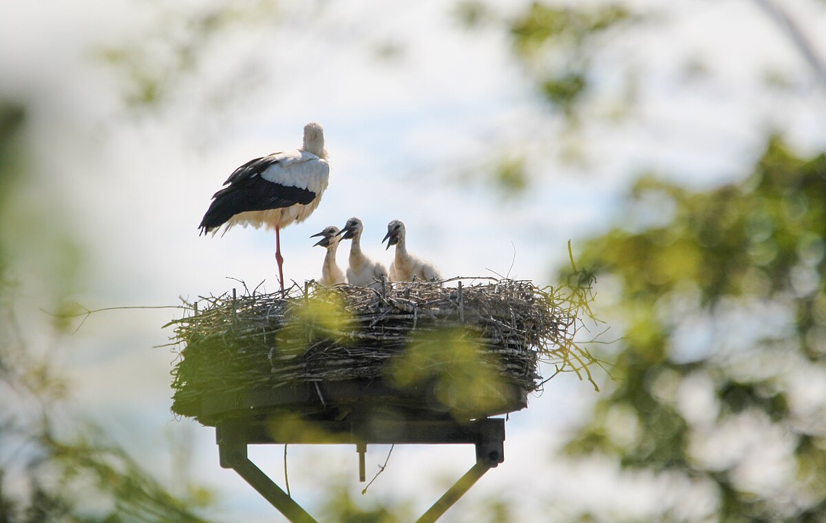 Storchenfamilie im Horst