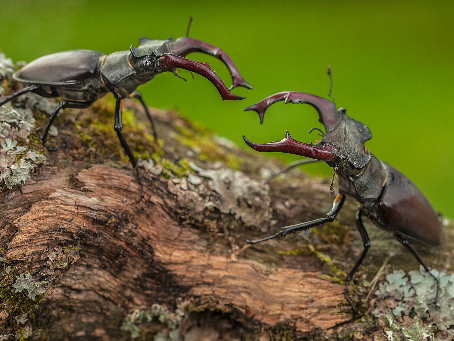 Hirschkäfer auf einem Ast
