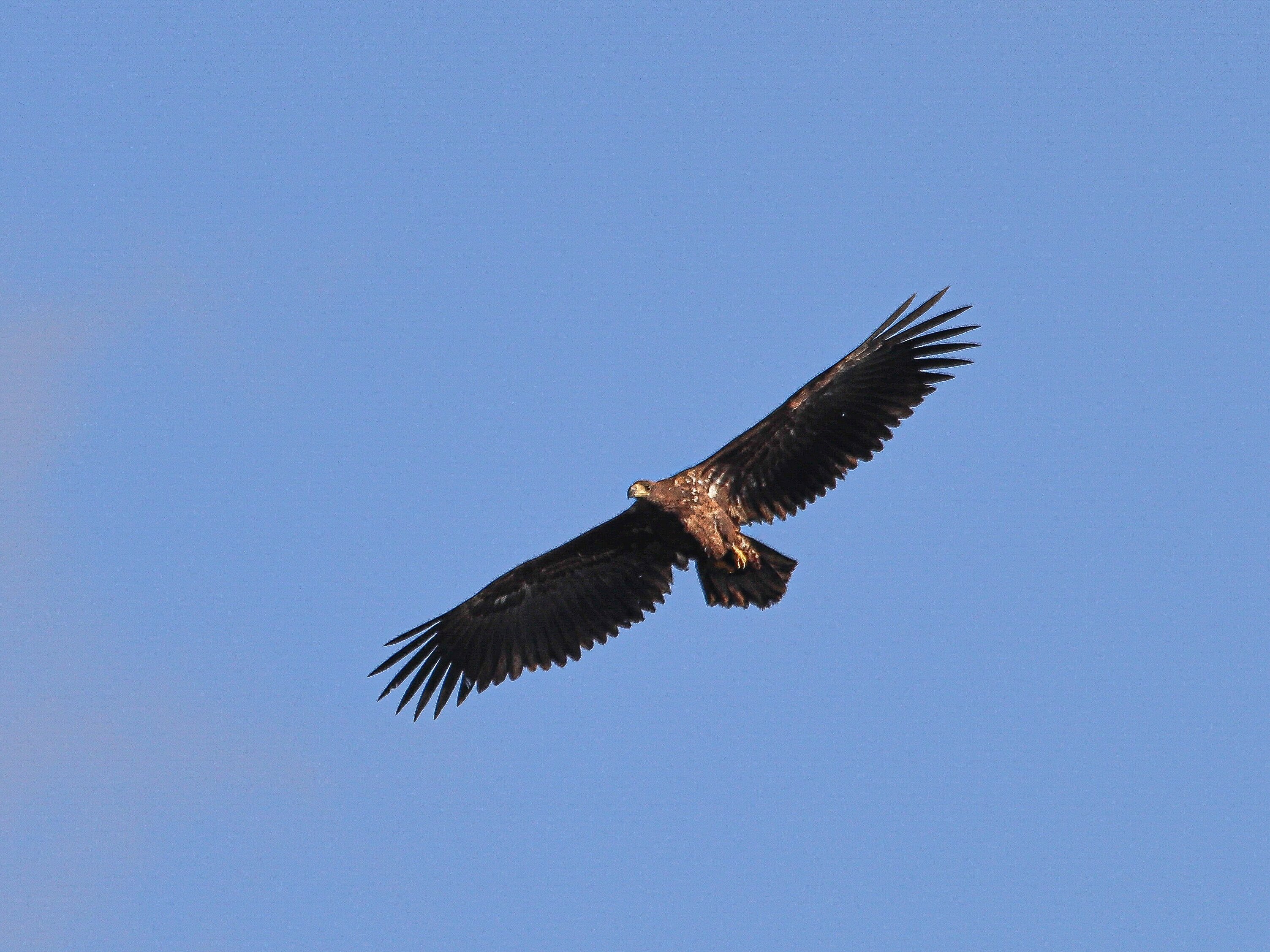 Seeadler im Flug über die Bislicher Insel