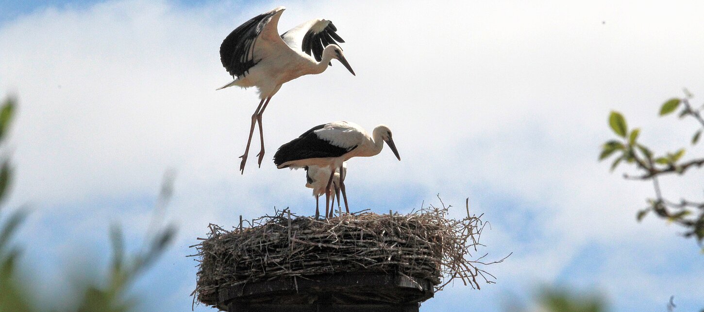 Zwei Störche im Nest