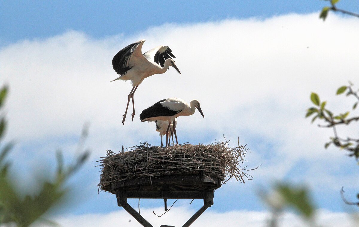 Zwei Störche im Nest