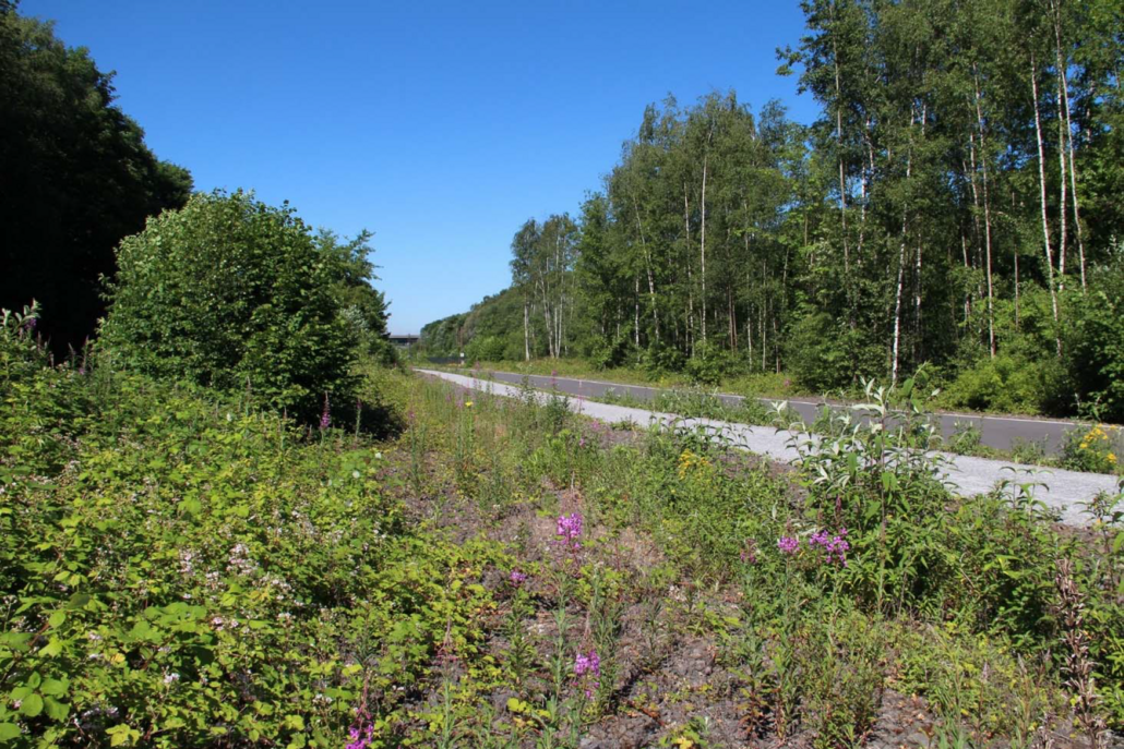 Foto eines Radweges samt Randbereiche