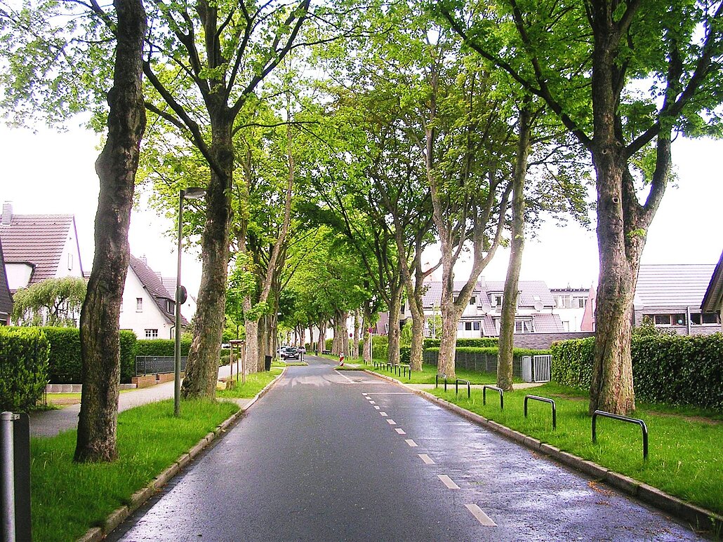 Alleebäume entlang einer Straße in Gelsenkirchen