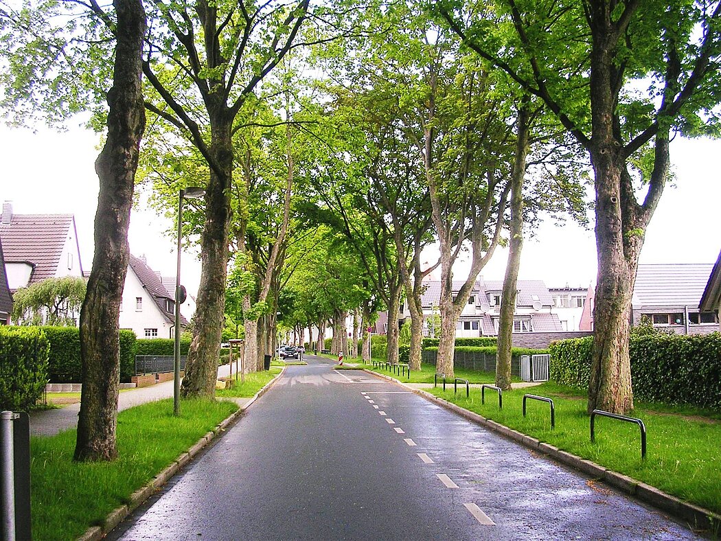Alleebäume entlang einer Straße in Gelsenkirchen