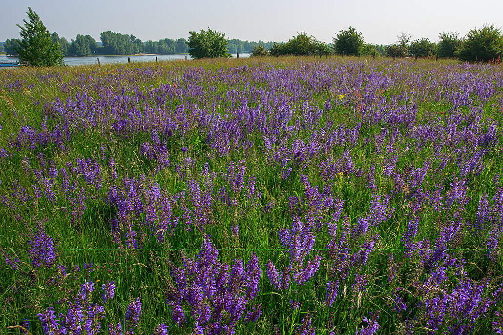 Blick auf eine Wiese mit blühendem Wiesensalbei auf der Bislicher Insel